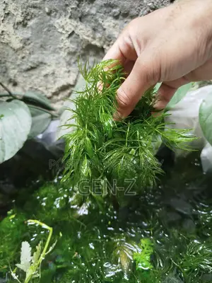 ৩ জাতের লাইভ প্লান্ট