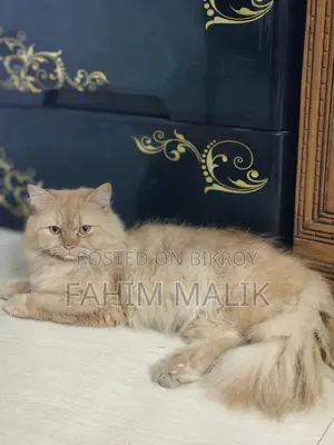 Traditional long Coat Persian