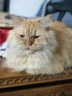 Traditional long Coat Persian