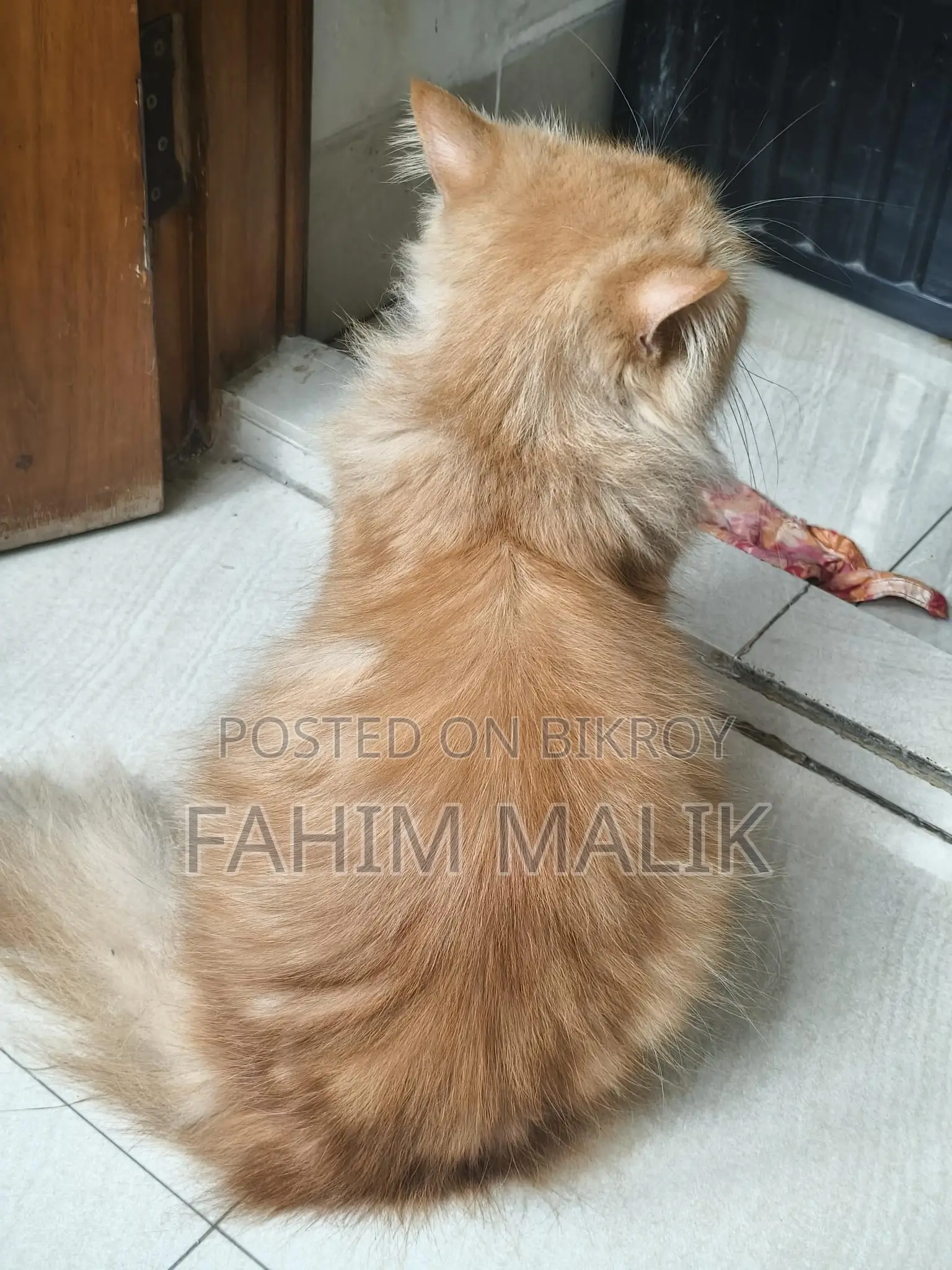 Traditional long Coat Persian