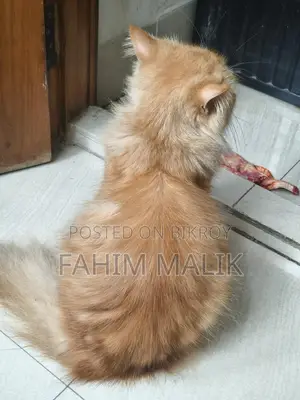 Traditional long Coat Persian
