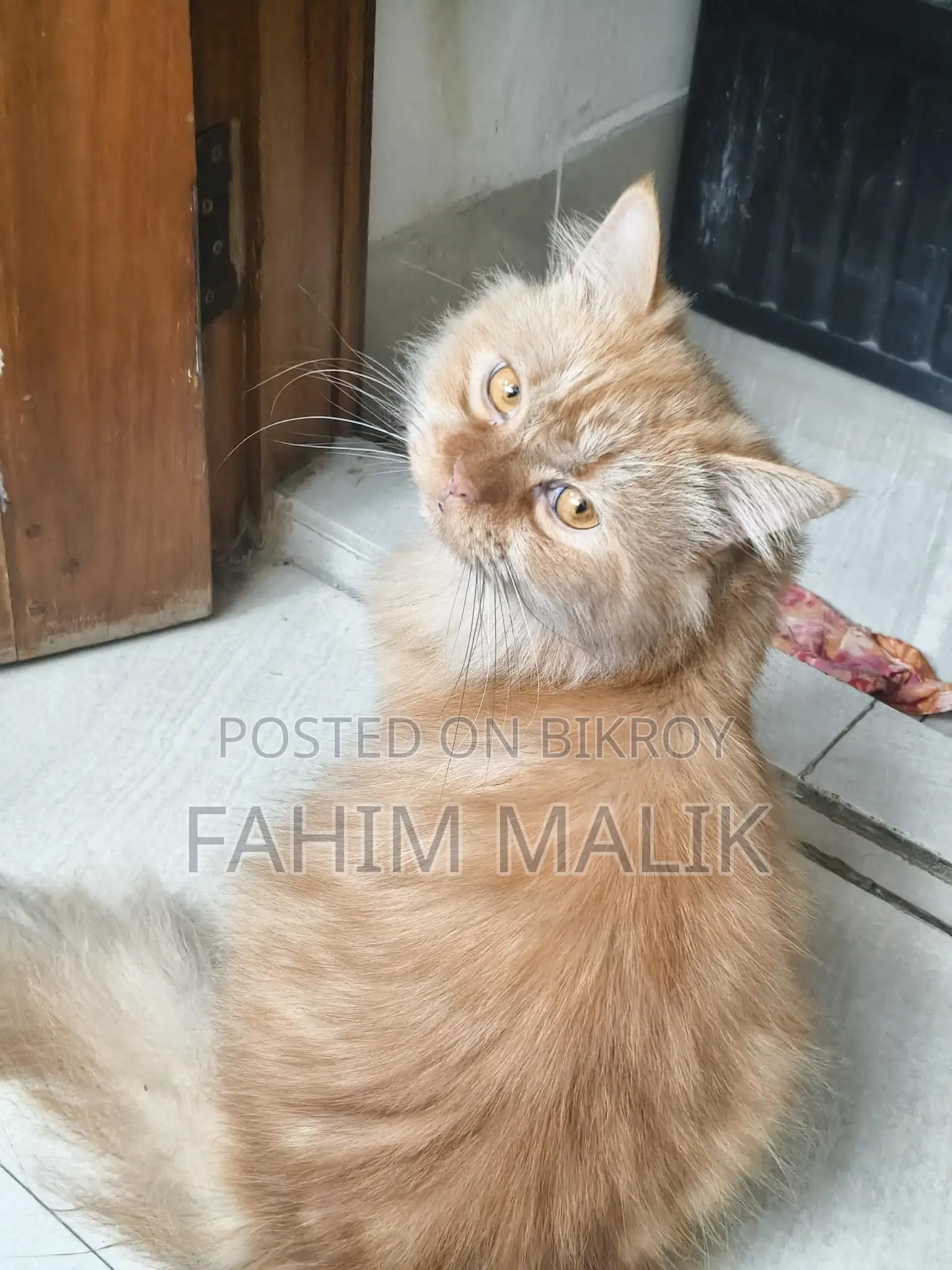 Traditional long Coat Persian