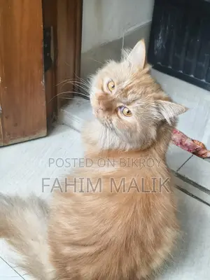 Traditional long Coat Persian