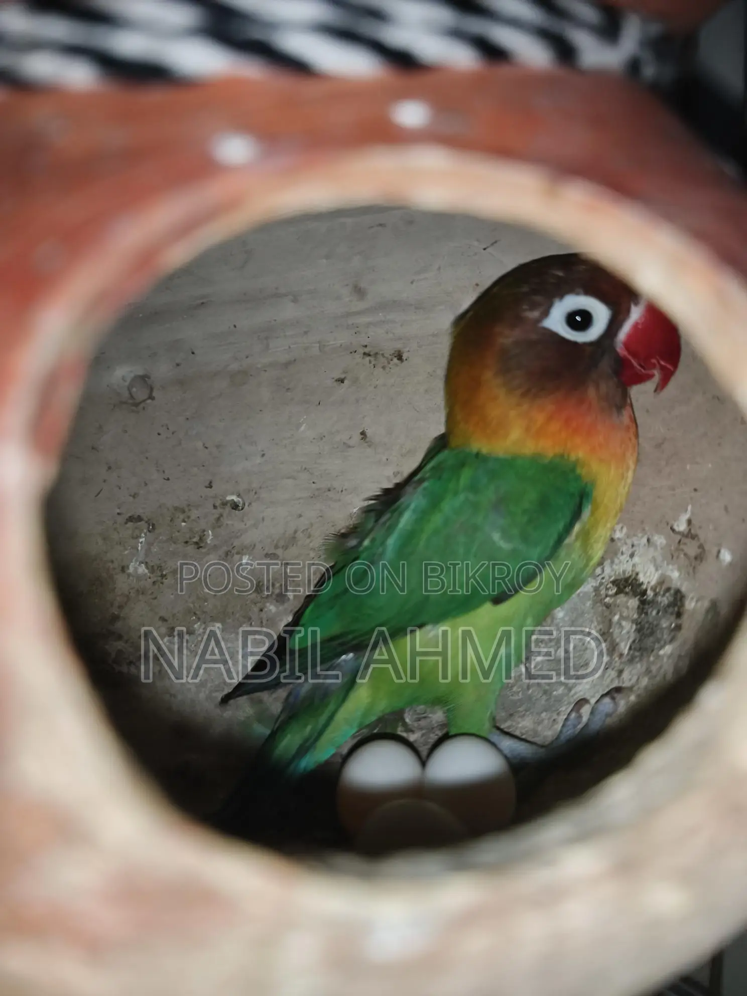 Green Opaline Fischer Lovebirds