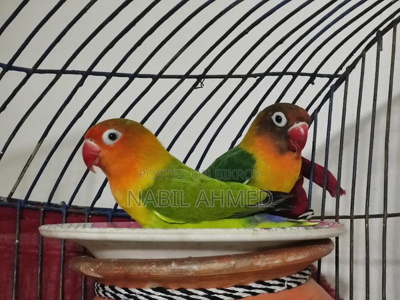 Green Opaline Fischer Lovebirds