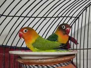 Green Opaline Fischer Lovebirds