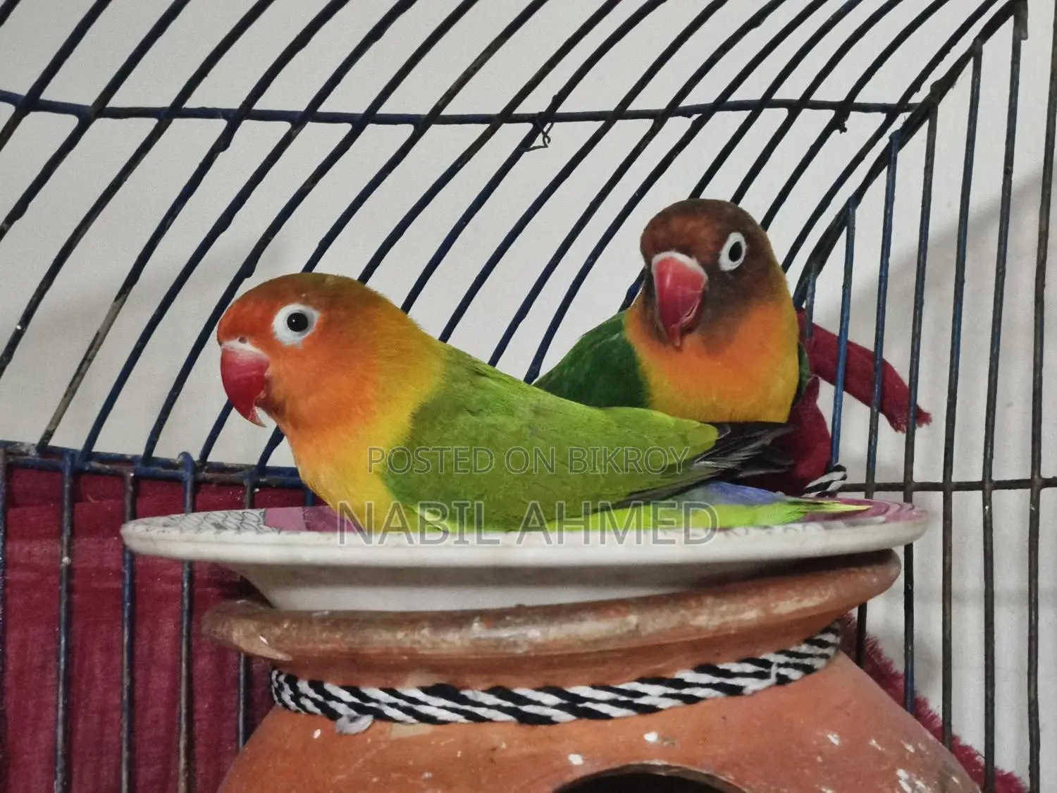 Green Opaline Fischer Lovebirds