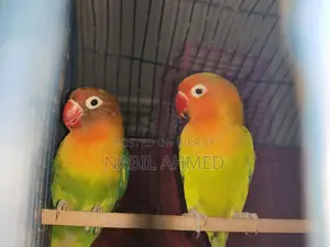 Green Opaline Fischer Lovebirds