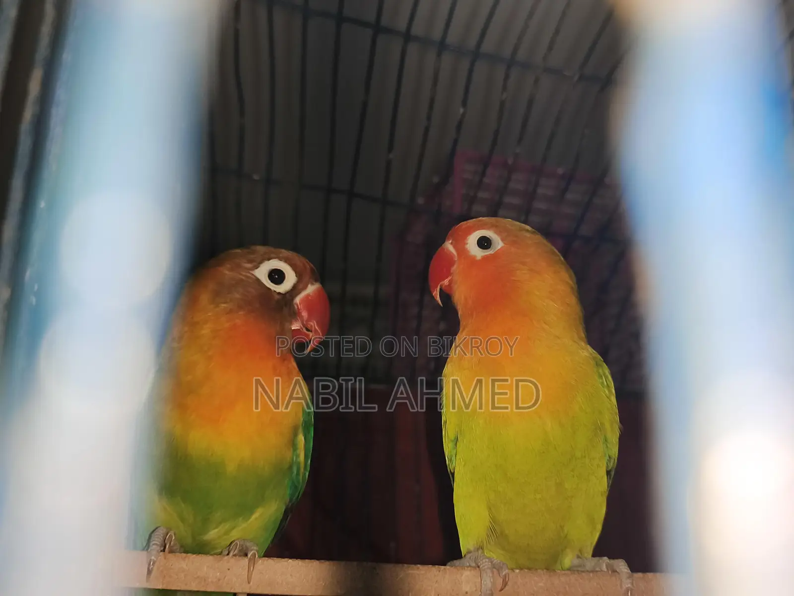 Green Opaline Fischer Lovebirds