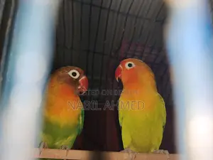 Green Opaline Fischer Lovebirds