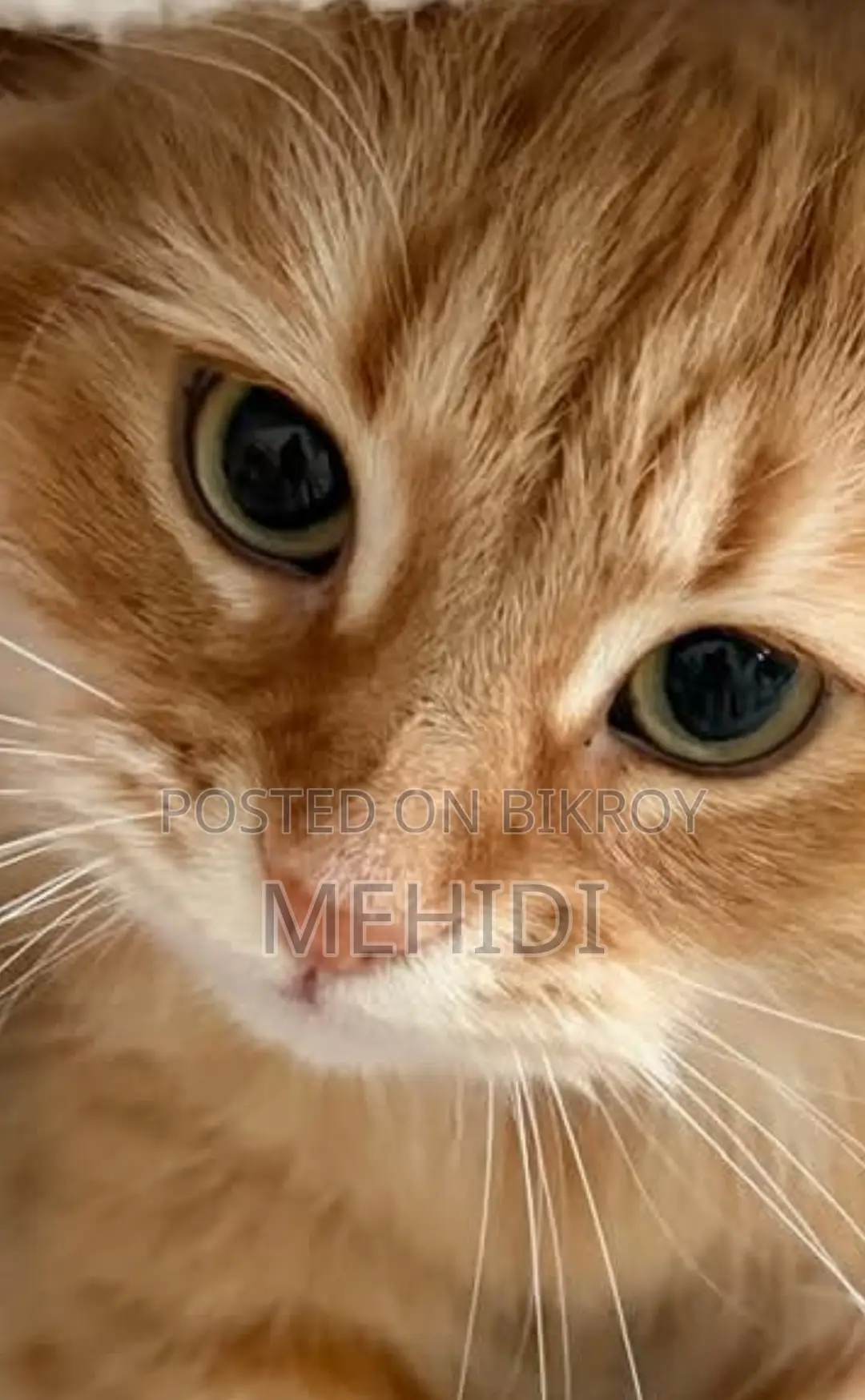 Innocent Cat Sale