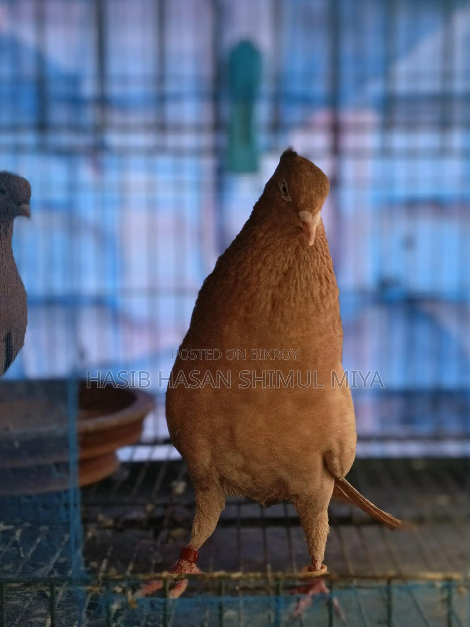 A pair of running pigeons for sale