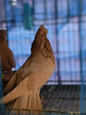 A pair of running pigeons for sale