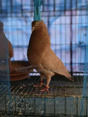 A pair of running pigeons for sale
