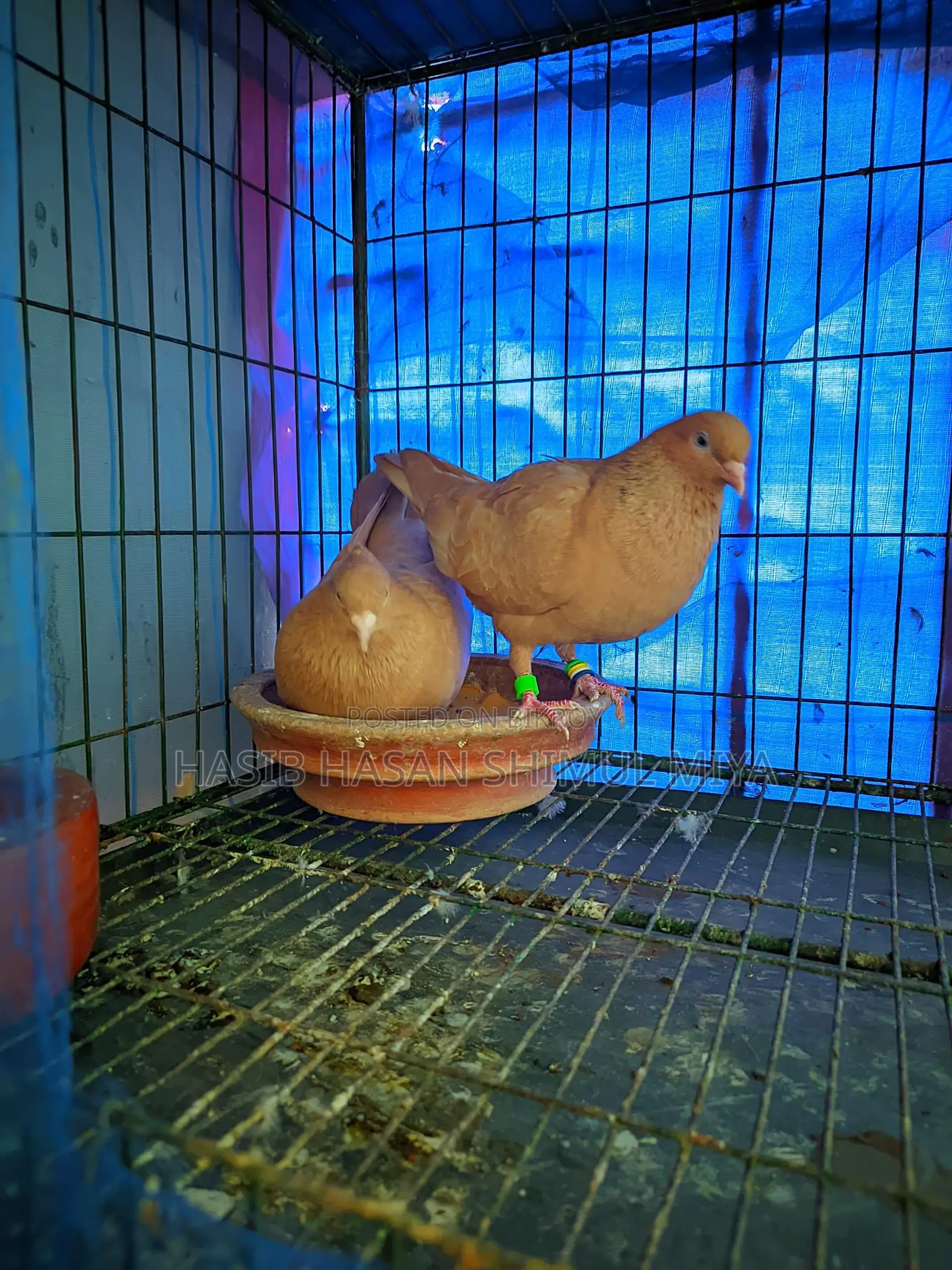 A pair of running pigeons for sale