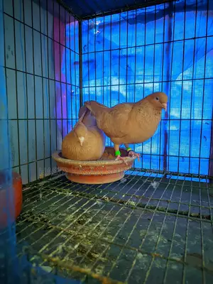 A pair of running pigeons for sale