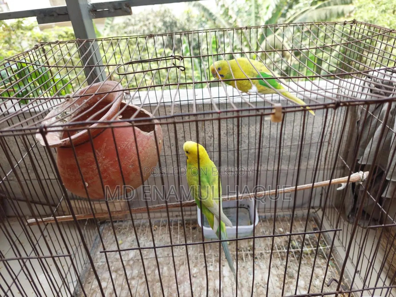 Budgerigar Birds