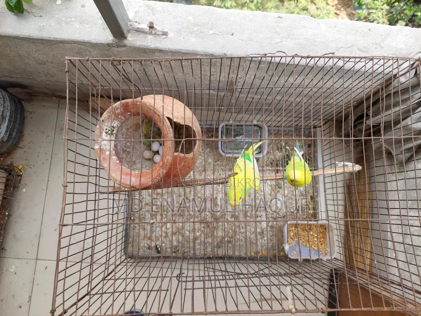 Budgerigar Birds