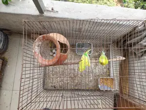 Budgerigar Birds