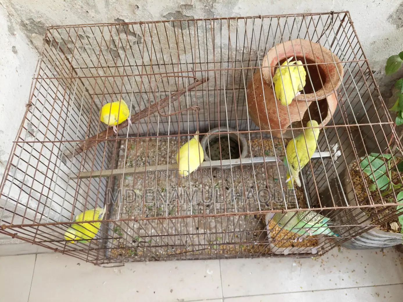Budgerigar Birds