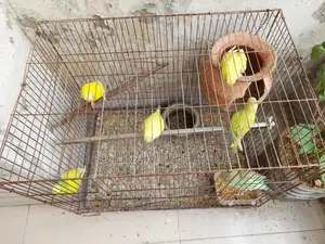 Budgerigar Birds