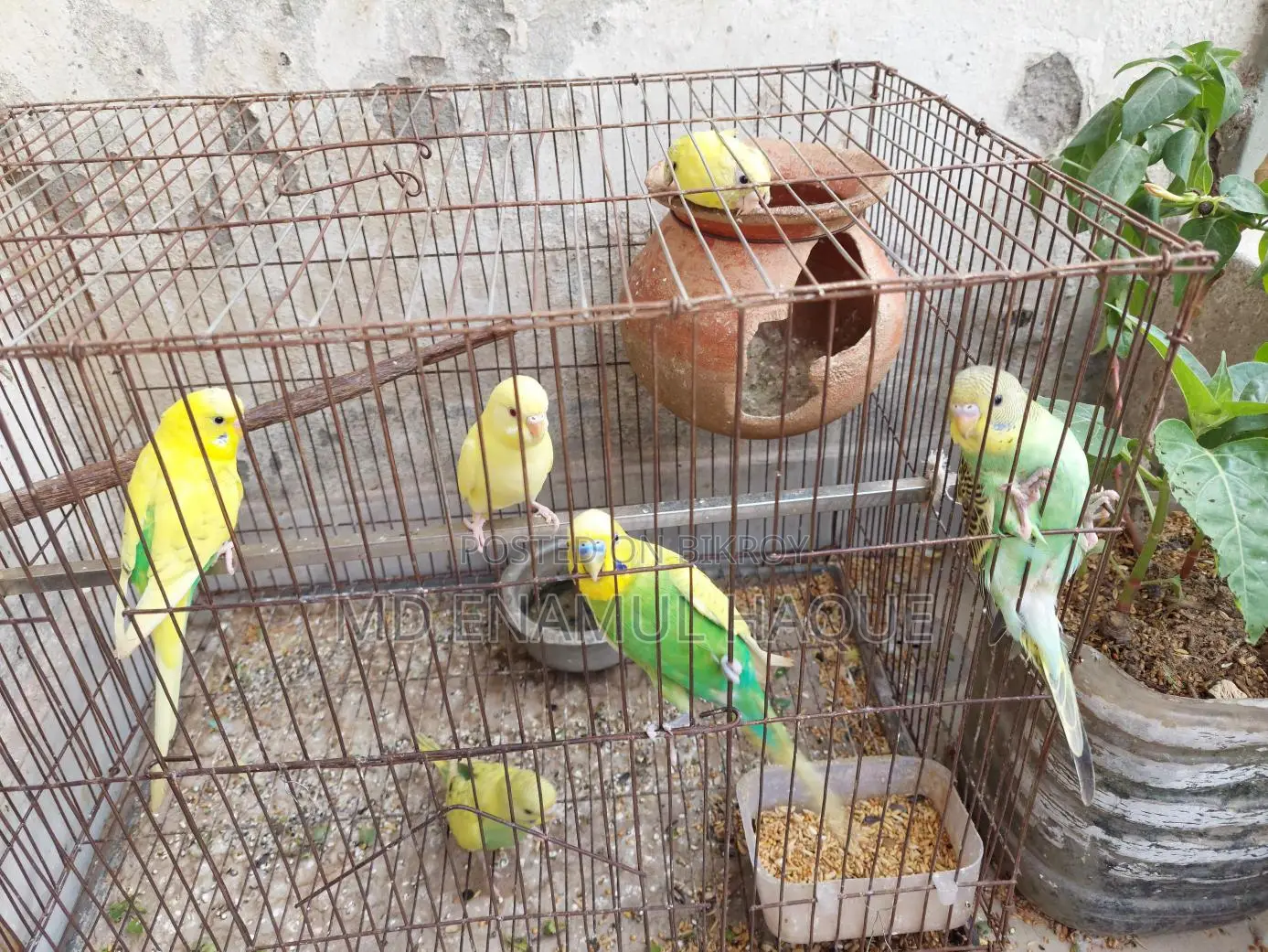 Budgerigar Birds