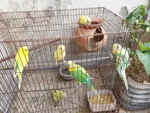 Budgerigar Birds