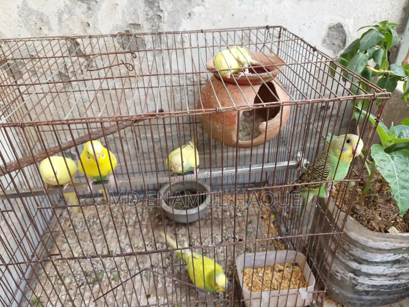 Budgerigar Birds