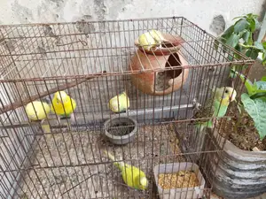 Budgerigar Birds