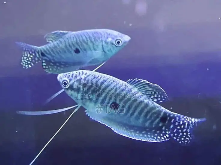Gourami Fish