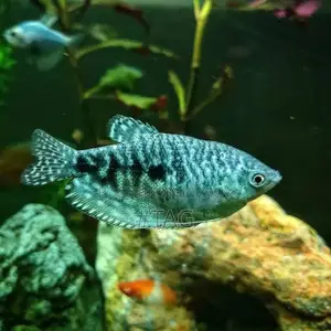 Gourami Fish
