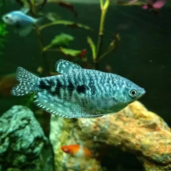 Gourami Fish