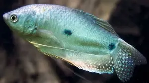 Gourami Fish