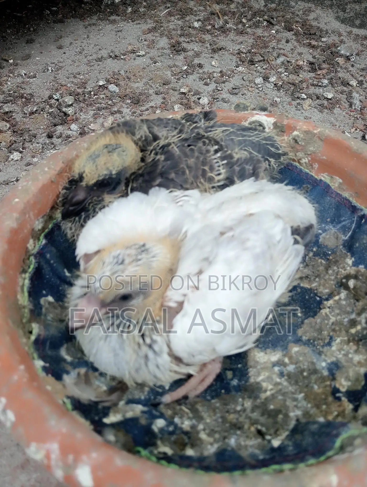 Pigeon - Baby Tame Size
