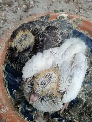 Pigeon - Baby Tame Size