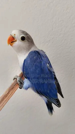 4 Tame Lovebirds (1 Month Old) Available for Adoption