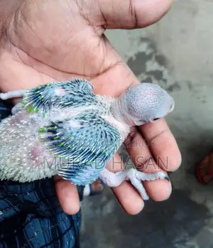 বাচ্চাসহ একজোড়া টিয়া পাখি