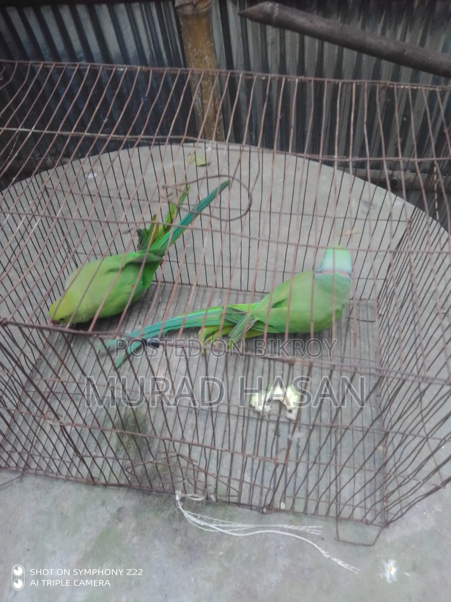 বাচ্চাসহ একজোড়া টিয়া পাখি