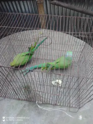 বাচ্চাসহ একজোড়া টিয়া পাখি