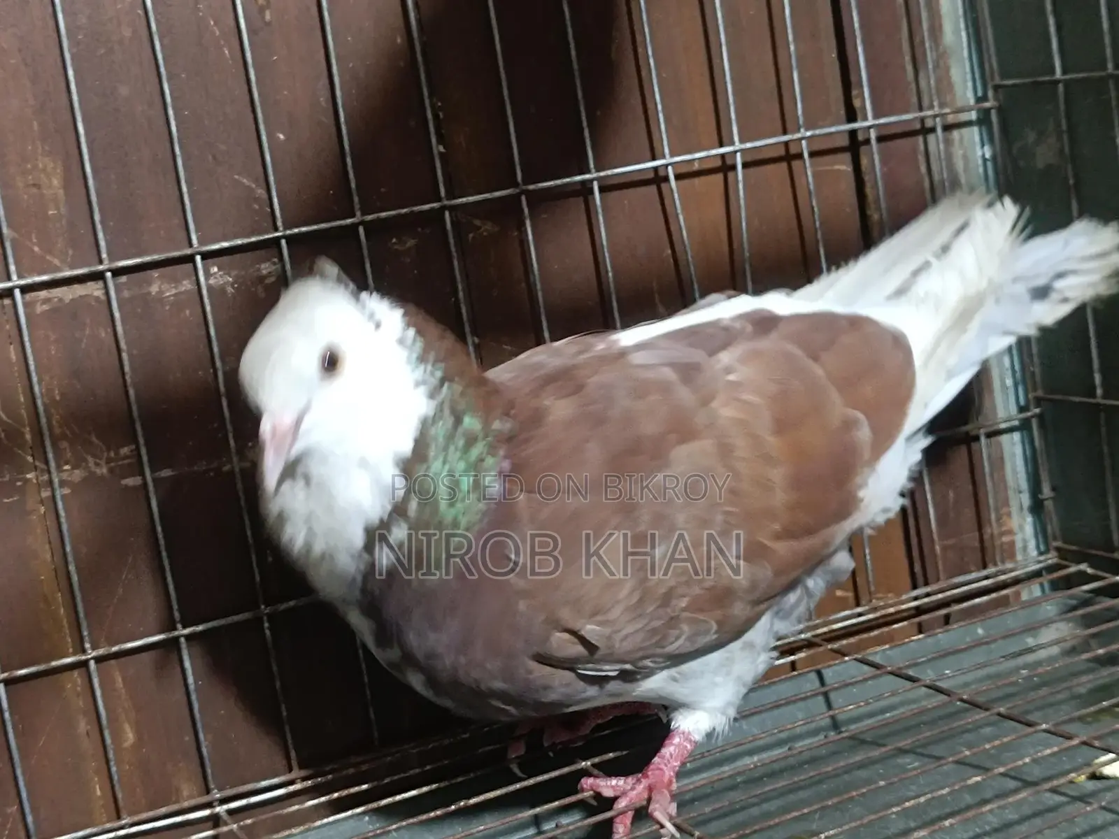রাগ গোল্লা রানিং নর সেল হবে