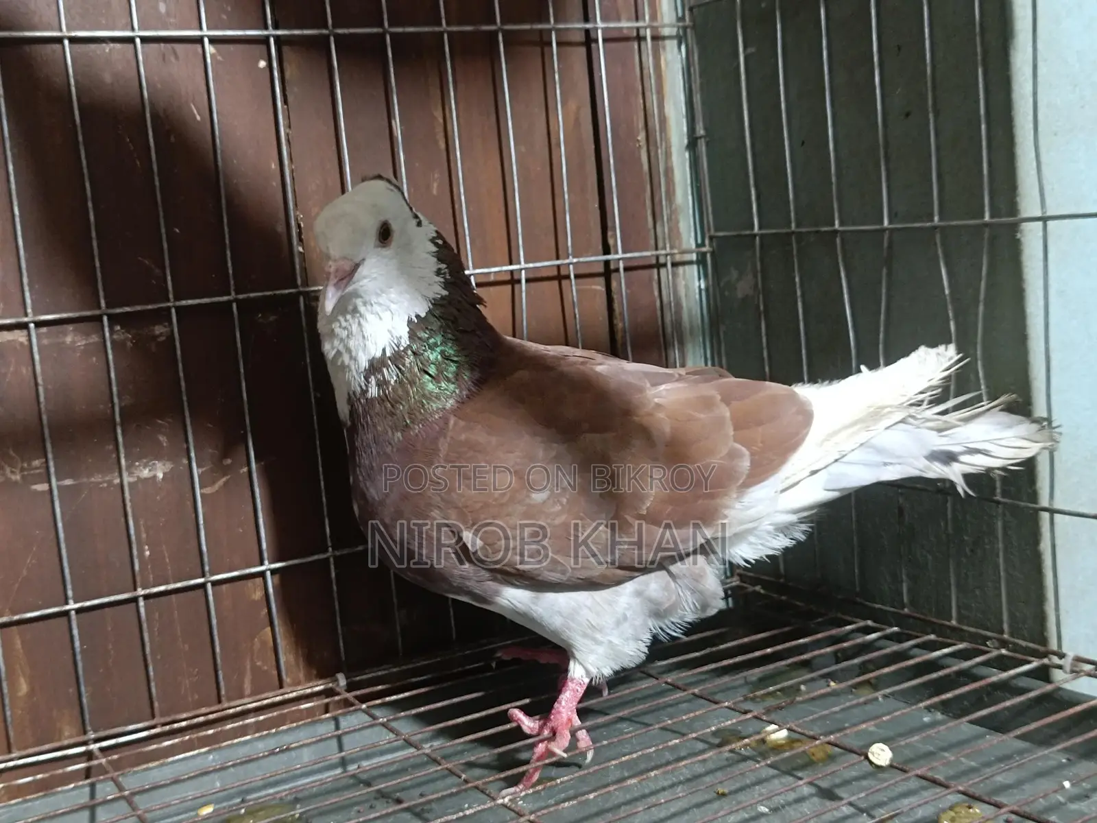 রাগ গোল্লা রানিং নর সেল হবে