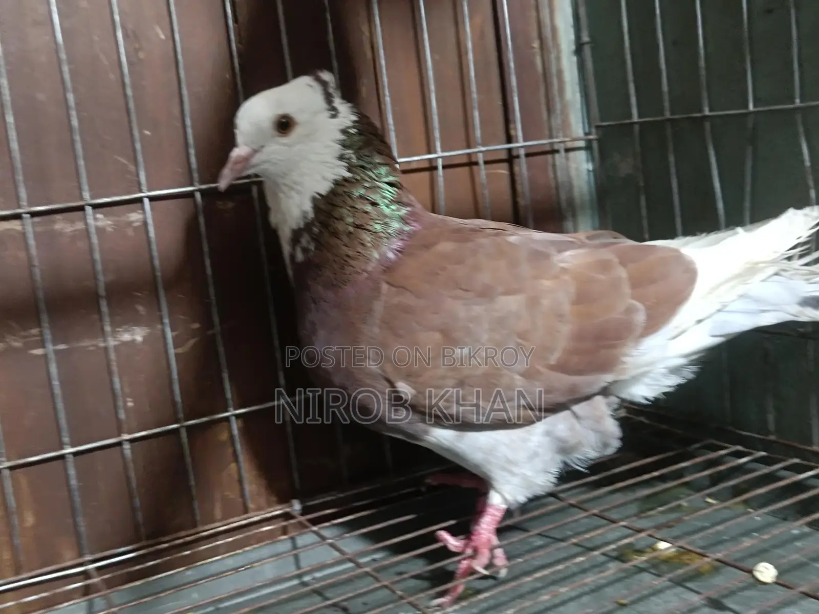 রাগ গোল্লা রানিং নর সেল হবে