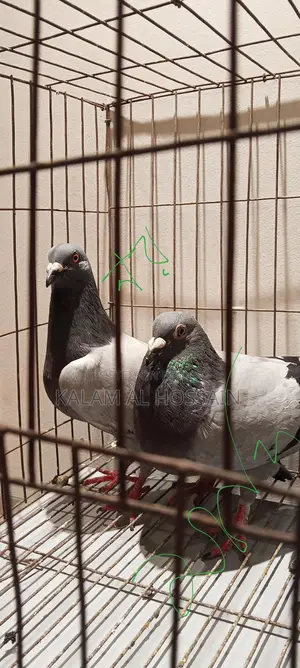 Pigeon