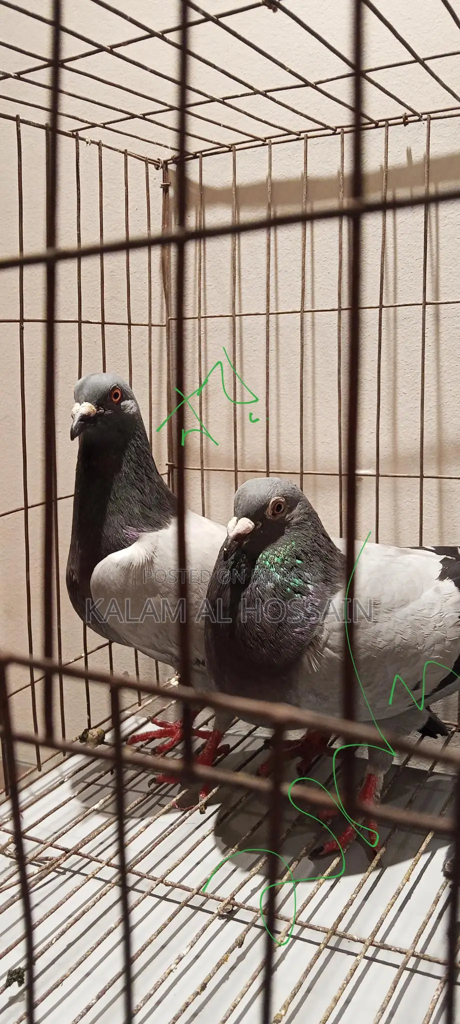Pigeon
