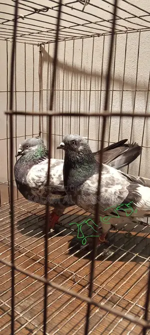 Pigeon
