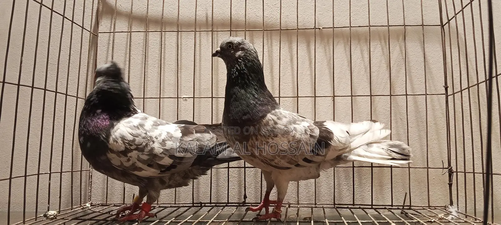 Pigeon