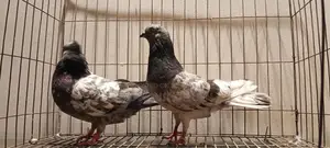 Pigeon