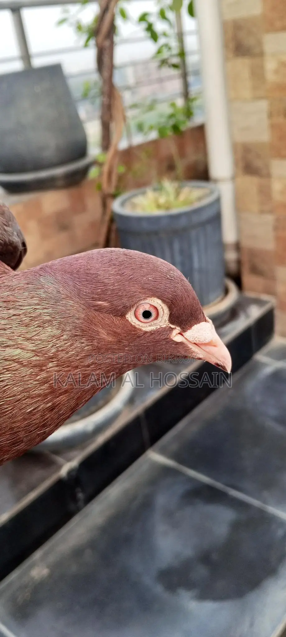 Pigeon