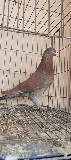 Pigeon