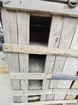 নতুনের মতো ২০খোপ কবুতরের